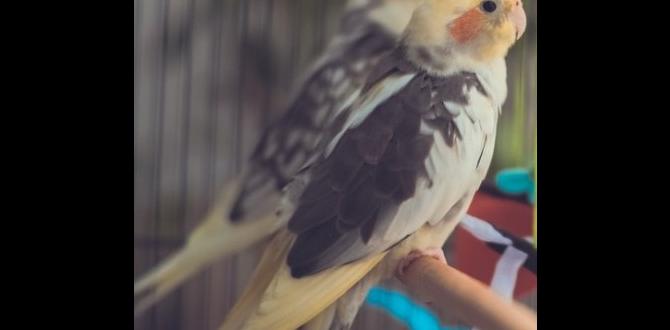 Why do juvenile cockatiels have duller colors?