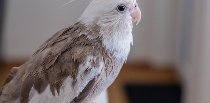 Why do whiteface cockatiels look different as adults?