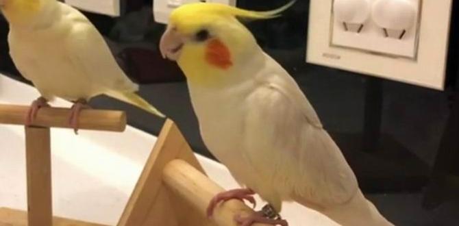 Why is my cockatiel laying eggs without a mate? Why is my cockatiel laying eggs without a mate?