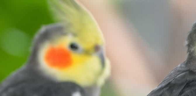 Why some cockatiels appear golden or bronze