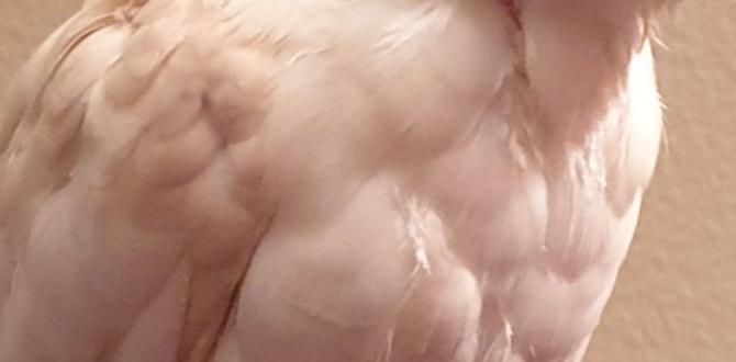 Why some cockatiels have patchy feather patterns