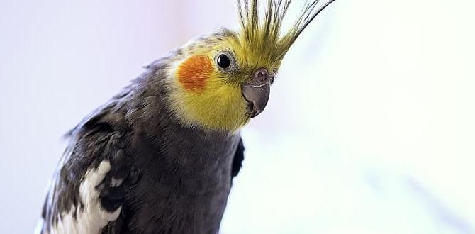 Why some cockatiels have yellow cheeks