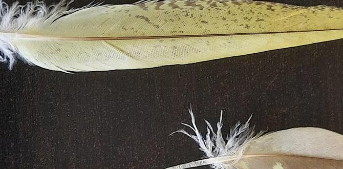 Wing feather patterns in cockatiel types
