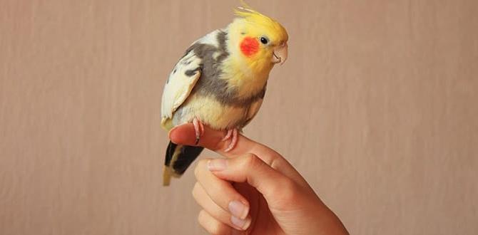 Wing markings that distinguish male from female cockatiels Wing markings that distinguish male from female cockatiels
